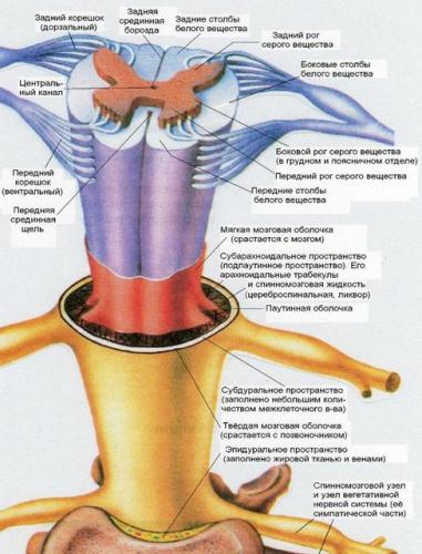 Устройство спинного мозга