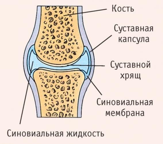 Расположение суставной жидкости