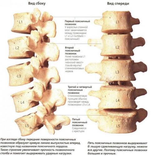 Строение поясничного отдела поистине удивляет своей мощью и в то же время уязвимостью при наличии грыжи 
