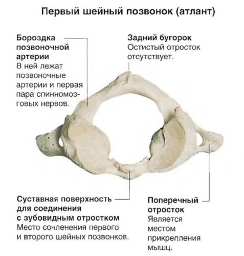 Первый шейный позвонок (атлант)