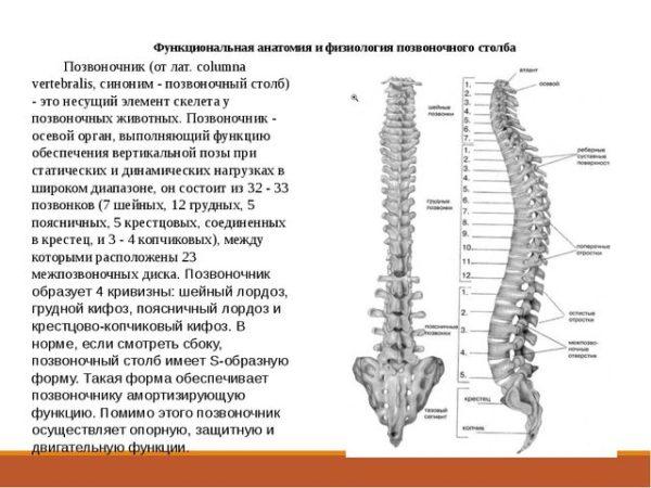 Анатомия и физиология позвоночного столба