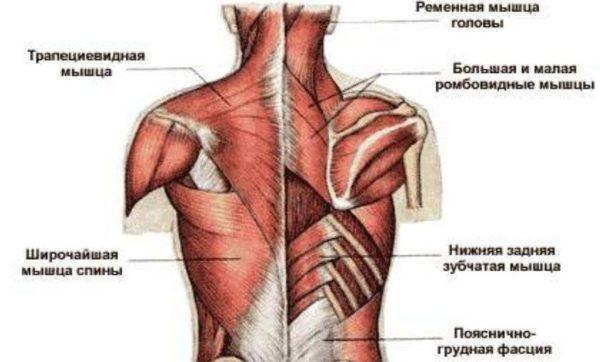 Острая фаза заболевания характеризуется двигательными расстройствами, обусловленными поражением мышц спины
