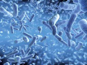 Лактобактерии в организме