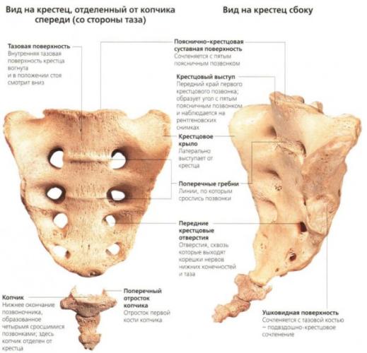Элементы крестцового отдела