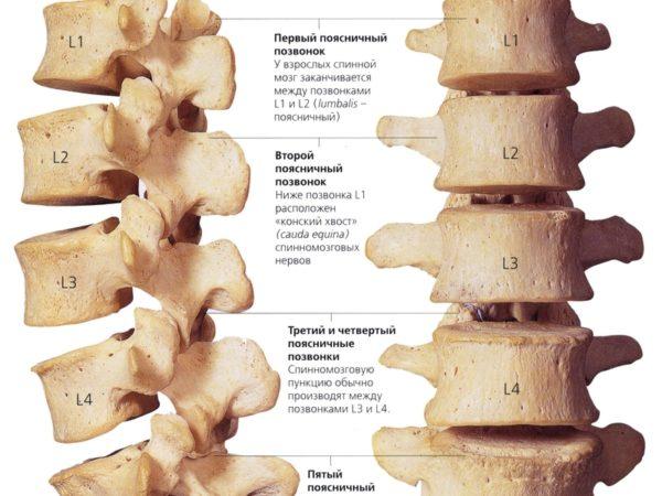 Поясничные позвонки
